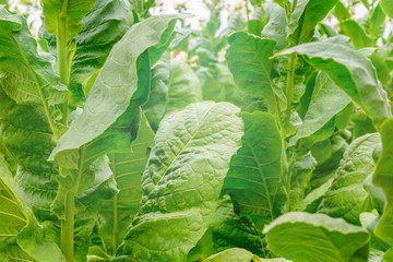 Sticker - Green Tobacco leaves and pink flowers.  Blooming tobacco field. Flowering tobacco plants on tobacco field background, Germany.  Tobacco big leaf crops growing in tobacco plantation field