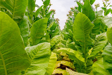 Poster - Green Tobacco leaves and pink flowers.  Blooming tobacco field. Flowering tobacco plants on tobacco field background, Germany.  Tobacco big leaf crops growing in tobacco plantation field