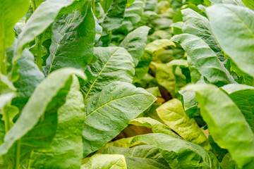 Wall Mural - Green Tobacco leaves and pink flowers.  Blooming tobacco field. Flowering tobacco plants on tobacco field background, Germany.  Tobacco big leaf crops growing in tobacco plantation field