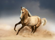 golden akhal-teke horse running in desert
