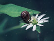 A small brown snail on a green leaf slides on a white flower. Dark background.