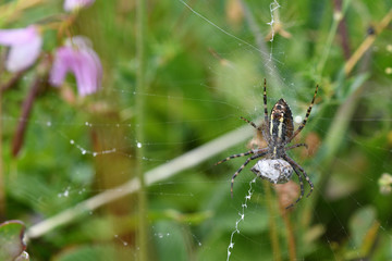 Wall Mural - Wasp spider Wildlife macro on the green grass hunting