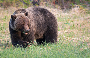 Grizzly bear in th ewild