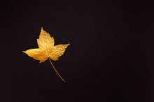 Flat Lay Creative Autumn Composition. Golden Maple Leaf On Black Background Top View Copy Space. Fall Concept. Autumn Background. Minimal Concept Idea, Floral Design