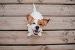 top view of cute small jack russell terrier dog sitting on a wood bridge outdoors and looking at the camera. Pets outdoors and lifestyle