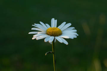 Wall Mural - single Beautiful white chamomile flower on green meadow background