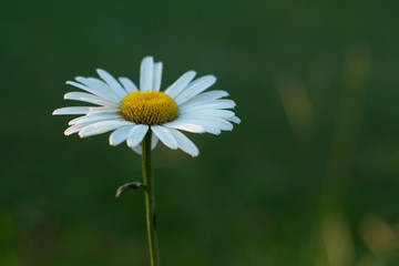 Wall Mural - single Beautiful white chamomile flower on green meadow background