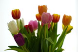 Fototapeta Tulipany - a colorful tulip bouquet against white background