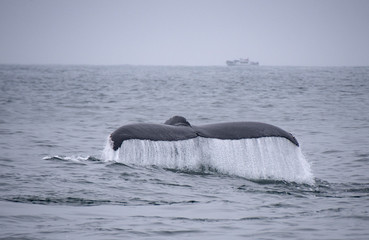 Wall Mural - Humpback Whale Tail Fluke Rising