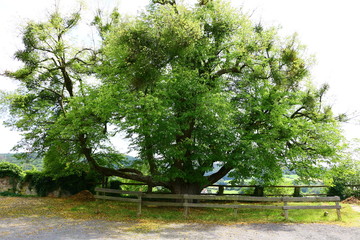 Wall Mural - Alter Baum auf Schloss Spangenberg in Hessen