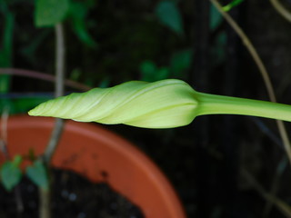 Moonflower Bud