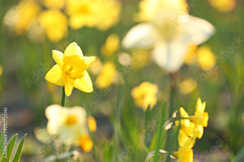 Cuadros en Lienzo Fresh beautiful narcissus flower in field on sunny day, selective focus with spa