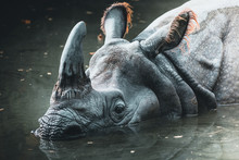 Dirty Rhino In The Muddy Water In A Zoo