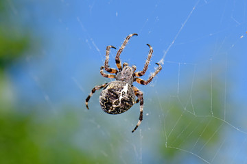 Canvas Print - Gehörnte Kreuzspinne (Araneus cf. angulatus), Peloponnes, Griechenland - giant orb-weaving spider in Greece