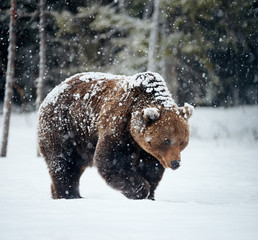 Wall Mural - brown bear in winter