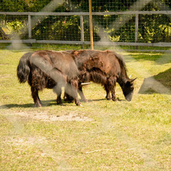 Wall Mural - Yaks, cows, herd of cows, big animals, farm, hacienda, milk, travel, vacation, village, herbivores, cattle, horned animals, bulls