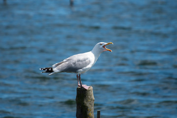 Wall Mural - A seagull siting on a piece of wood