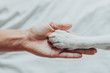 Woman hand is gently holding a white dog paw. Train dog to shake Paws. Home leisure. Love concept