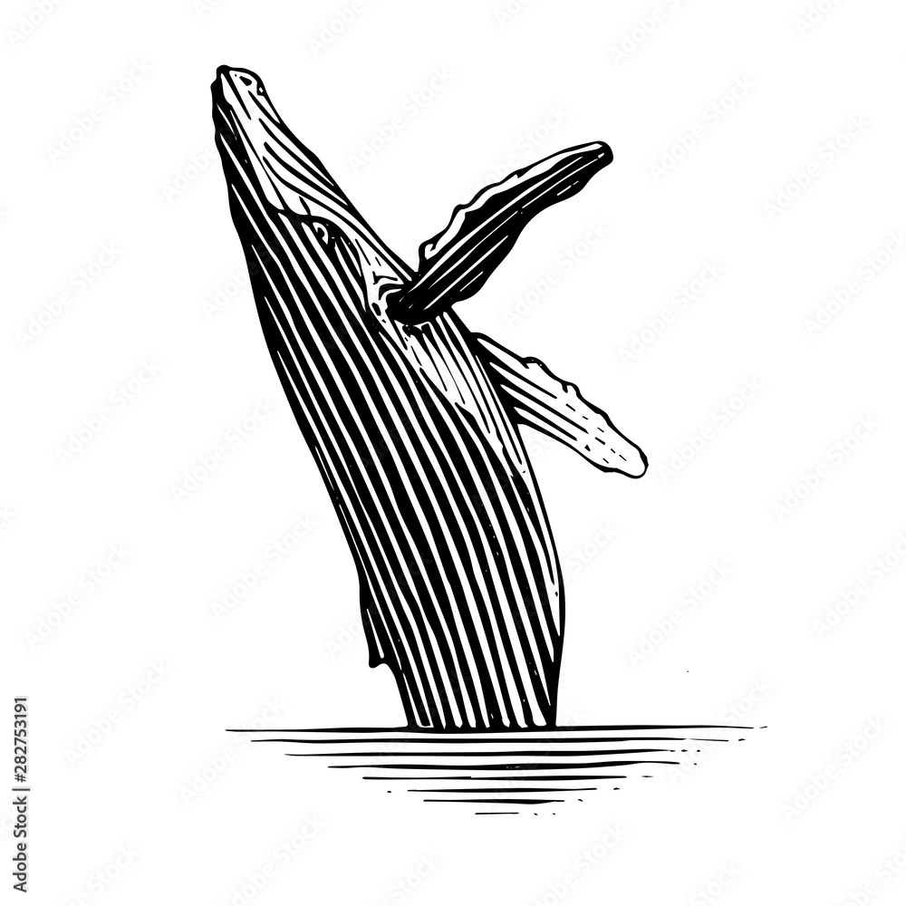 Illustration of a breaching Humpback whale in a vintage style Stock ...