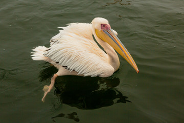 Great White Pelicans swimming in water in Namibia