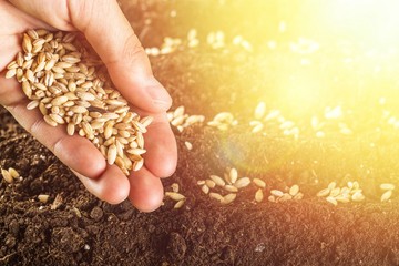 Poster - Human hand holding grains and gardening into rows