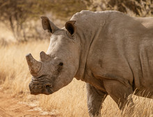 Single White Rhinoceros Stands On A Dirt Road In Namibia