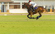 Side view picture of the Horse Polo player is using polo mallet hit polo balls during the match.