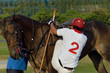 Back image of the polo pony player on begin the polo match.