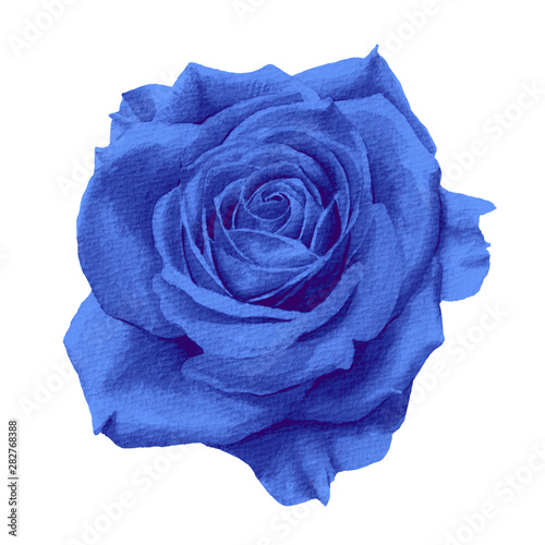 青い一輪の薔薇 水彩イラスト Stock Illustration Adobe Stock