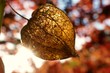 © Yuliya - Physalis alkekengi.Chinese lantern. Cape gooseberry. dry physalis on blurred foliage background. Autumn nature background.