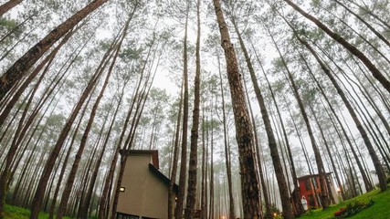 Wall Mural - Time lapse Low Angle View nature landscape Of Pine trees in green forest