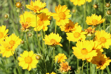  yellow flowers