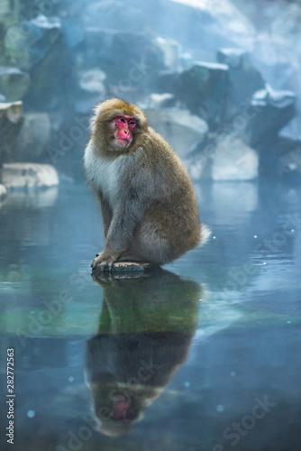 Cuadros en Lienzo Japanese Macaque in hot spring in Jigokudani Monkey Park, Japan