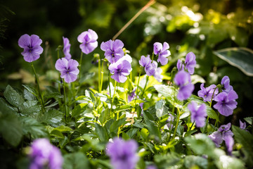 Garden pansy with purple and white petals. Hybrid pansy or Viola tricolor pansy in flowerbed. Field Pansy, small flowering plant use as meadow flowerbed in garden