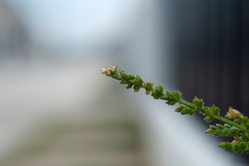 Poster - Grass flower see no value But carries a natural beauty.