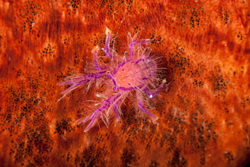 Hairy Squat Lobster or Pink Squat Lobster (Lauriea siagiani), only lives on barrel sponges (Xestospongia)