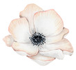 Watercolor anemone rose flower illustration isolated on the white background