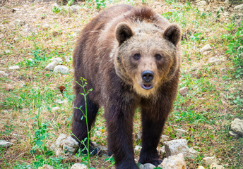 Majella National Park (Italy) - The summer in the Abruzzo mountain natural reserve, with marsican bear.