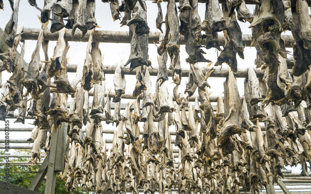 Cod bodies drying on a wooden rack outside, in the preparation of ...
