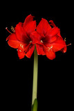 Red amaryllis flower in bloom isolated on a black background