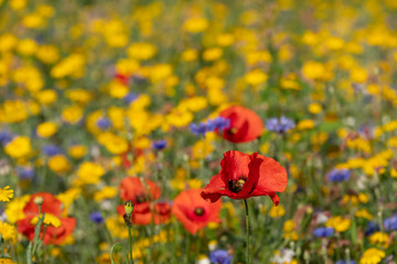 Wall Mural - Red poppies growing in a field of colourful wild flowers, photographed in the early morning sun in Gunnersbury, West London UK. 