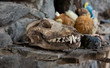 Dog scull, mummified death head