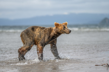 Ruling the landscape, brown bears of Kamchatka (Ursus arctos beringianus)