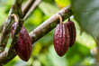 Red cocoa bean on the tree in Indonesia