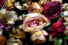 Withered Roses Of A Mourning Wreath