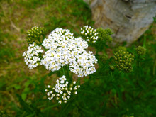 Common Yarrow (Achillea Millefolium) White Flowers Close Up Top View On Green Blurred Grass Floral Background, Selective Focus. Medicinal Wild Herb Yarrow. Medical Plants Concept. 
