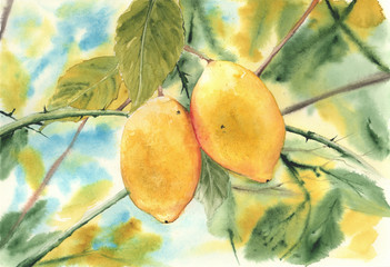 Watercolor picture of two bright yellow lemons on the branch with green leaves and thorns