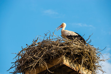 white storks on the nest, Ciconia ciconia