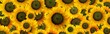 High resolution panoramic photo montage of individually colour graded Sunflowers