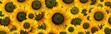 Fototapeta Tulipany - High resolution panoramic photo montage of individually colour graded Sunflowers